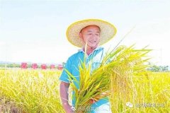 海外华媒看海南/三亚水稻国家公园南繁水稻科研基地