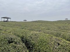 见证乡村振兴——海外华文媒体看浙江活动走进小古城村和径山村
